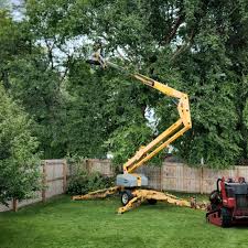 Best Tree Removal  in Colby, WI