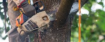 Best Tree and Shrub Care  in Colby, WI