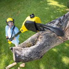 Best Tree Risk Assessment  in Colby, WI