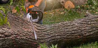 Best Organic Lawn Care Solutions  in Colby, WI