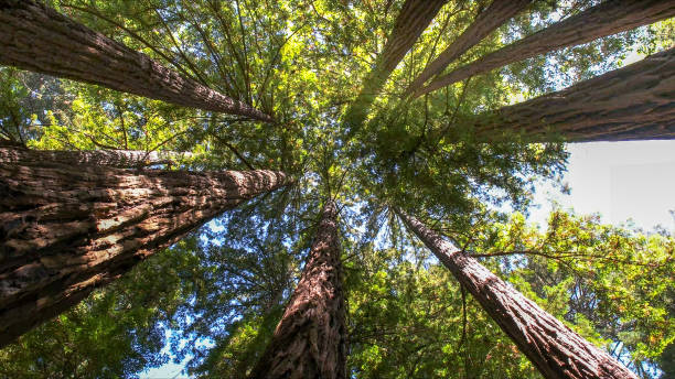 Reliable Colby, WI Tree Services Solutions