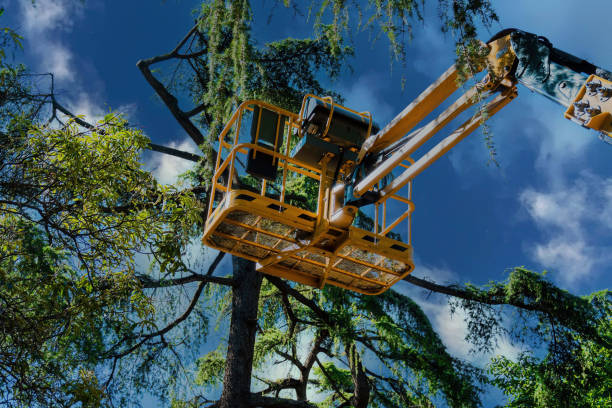 Best Tree Cabling and Bracing  in Colby, WI