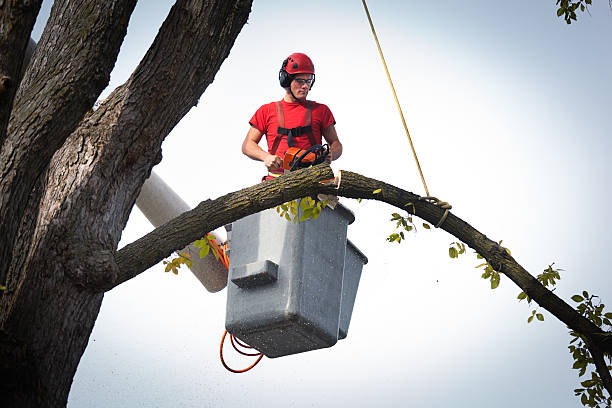 Best Tree Trimming and Pruning  in Colby, WI