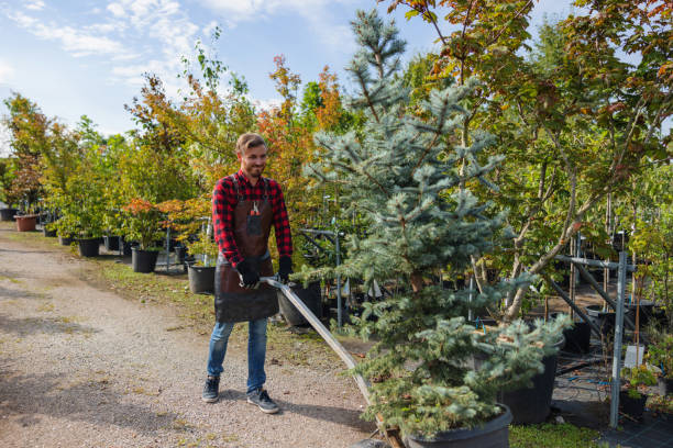 How Our Tree Care Process Works  in  Colby, WI