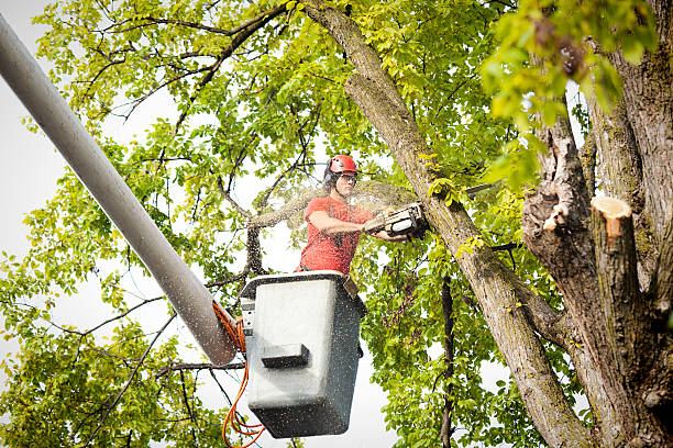 Best Commercial Tree Services  in Colby, WI